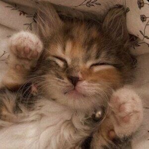 Meet your Posher, ember